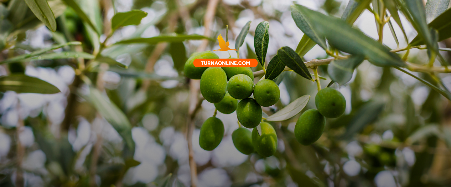 Doğallık ve Kalitenin</br> Yenilikçi Adresi